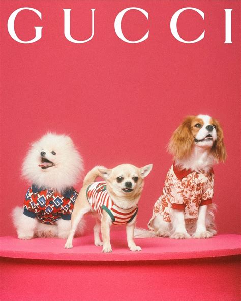 gucci pet limited edition rood|Gucci dog and cat.